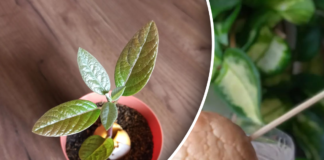 Як виростити авокадо з кісточки всього за 7 днів