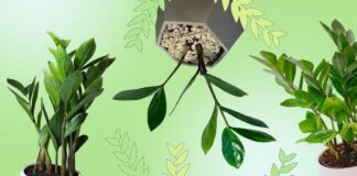 Квітникар розповів, як швидко укорінити заміокулькас за місяць