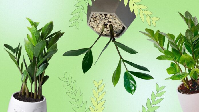 Квітникар розповів, як швидко укорінити заміокулькас за місяць Квітникар розповів, як швидко укорінити заміокулькас за місяць