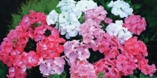 Садівник розповів, як допомогти герані перезимувати