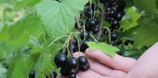 Як виростити солодку смородину