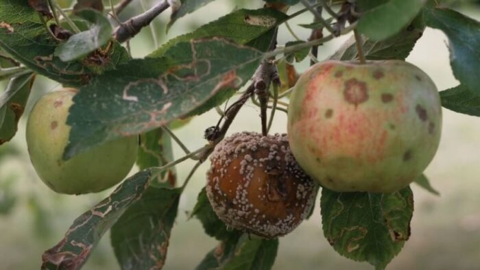 Експерти поділилися спостереженнями щодо плодової гнилі на городі та розповіли, як потрібно з нею боротися