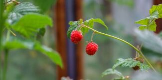Рецепт ефективного добрива для малини після зимування