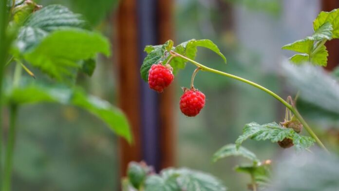 Рецепт ефективного добрива для малини після зимування Рецепт ефективного добрива для малини після зимування