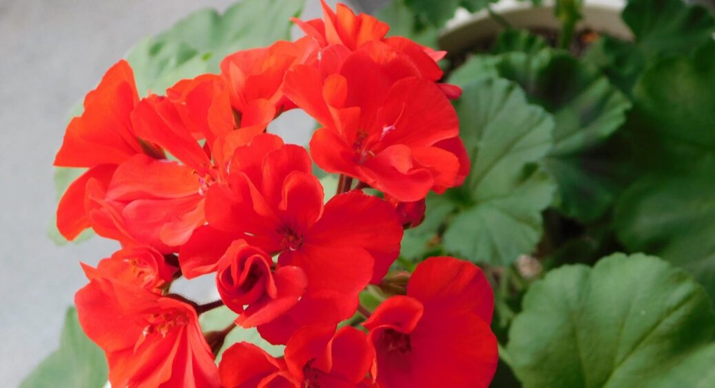 На літр води всього одна крапля: герань буде цвісти пишно круглий рік. Дуже проста, але дієва підкормка 
