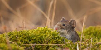 Експерти розповіли, як боротися з гризунами 