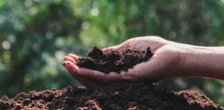 Як підвищити врожайність ґрунту