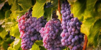 Що робити, якщо ягоди на винограді не дозрівають