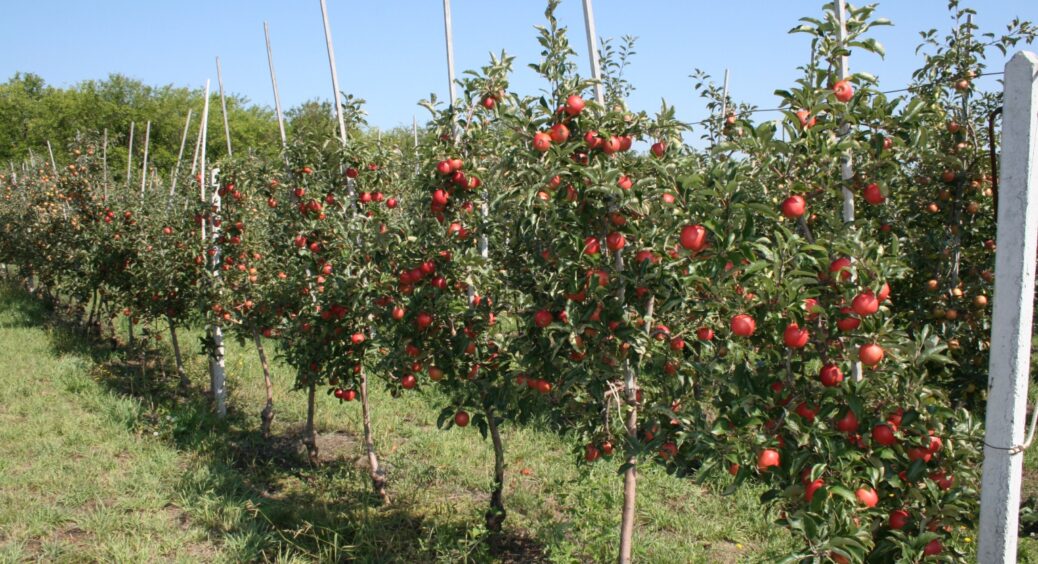 Дідусь-садівник розкрив секрет “серпневого коктейлю” для дерев: в 2025-му плоди стануть солодкими, як мед 