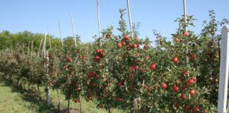 Експерти розповіли про важливість серпневого підживлення фруктових дерев 