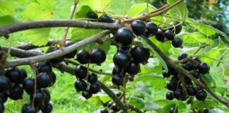 Садівник розповів секрет обробки смородини окропом