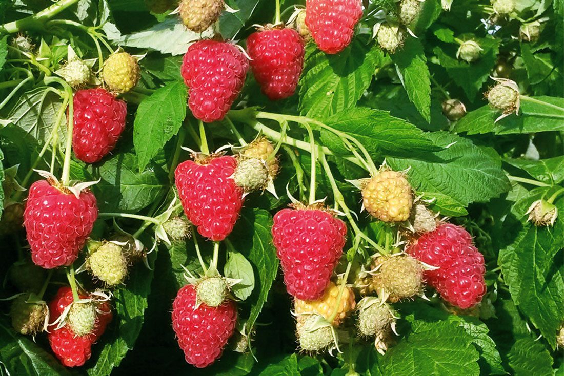 Коли правильно обрізати ремонтантну і звичайну малину