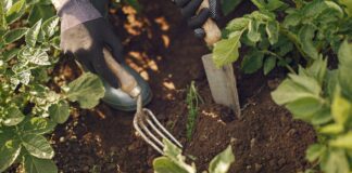 Сказала хімії на городі "бувай": народні перевірені рецепти для здоров'я та родючості овочевих культур