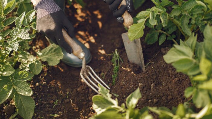 Сказала хімії на городі "бувай": народні перевірені рецепти для здоров'я та родючості овочевих культур