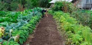 Дачники розповіли, чим підживити землю після плодоношення
