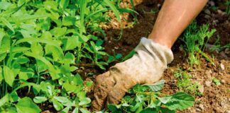 Як прибрати бурʼяни на ділянці раз і назавжди 