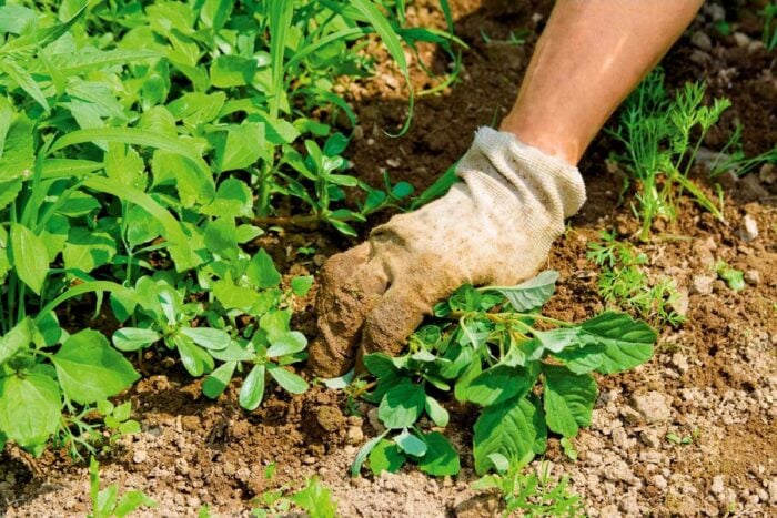 Як розпізнати, який ґрунт у вашому саду або на огорожі по бур'янах, які там постійно ростуть