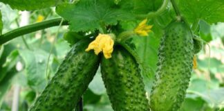 Що робити, якщо листя на огірках пожовтіло