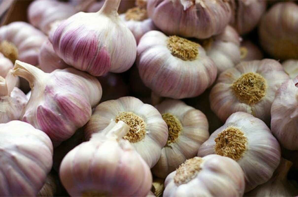 Поради для тих, хто вирощує озимий часник