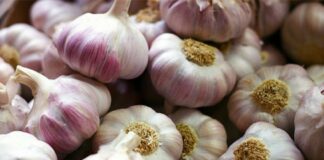 Городник розповів, як підживити озимий часник в листопаді