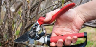 Чому доцільніше обрізати кущі восени ніж весною: спосіб несподівано збільшив у сезон врожай