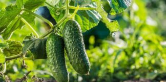Експерти назвали найкращі сорти огірків для багатого врожаю
