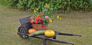 Городник поділився секретами вдалого планування городу