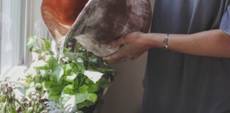 Які рослини посадити вдома, щоб позбутися конденсату на вікнах