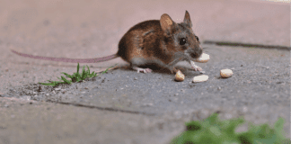 Городник назвав рослину, яка назавжди вижене мишей з городу