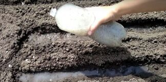 Навіщо по городу розкидати пляшки з водою