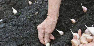 Правильна посадка часнику в один горщик з квітами