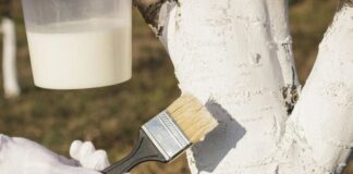 Експерти розповіли, як правильно готувати побілку для дерев