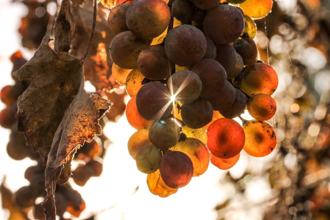 Правильна обрізка винограду під час зимової пори