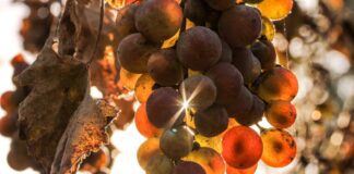 Рецепт смачного варення з винограду на зиму 