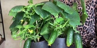 Городник розповів, як можна виростити огірки на підвіконні