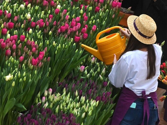 Технологія догляду за тюльпанами: рекомендації садівників