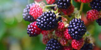 Експерти розповіли, як збільшити врожай ожини в саду