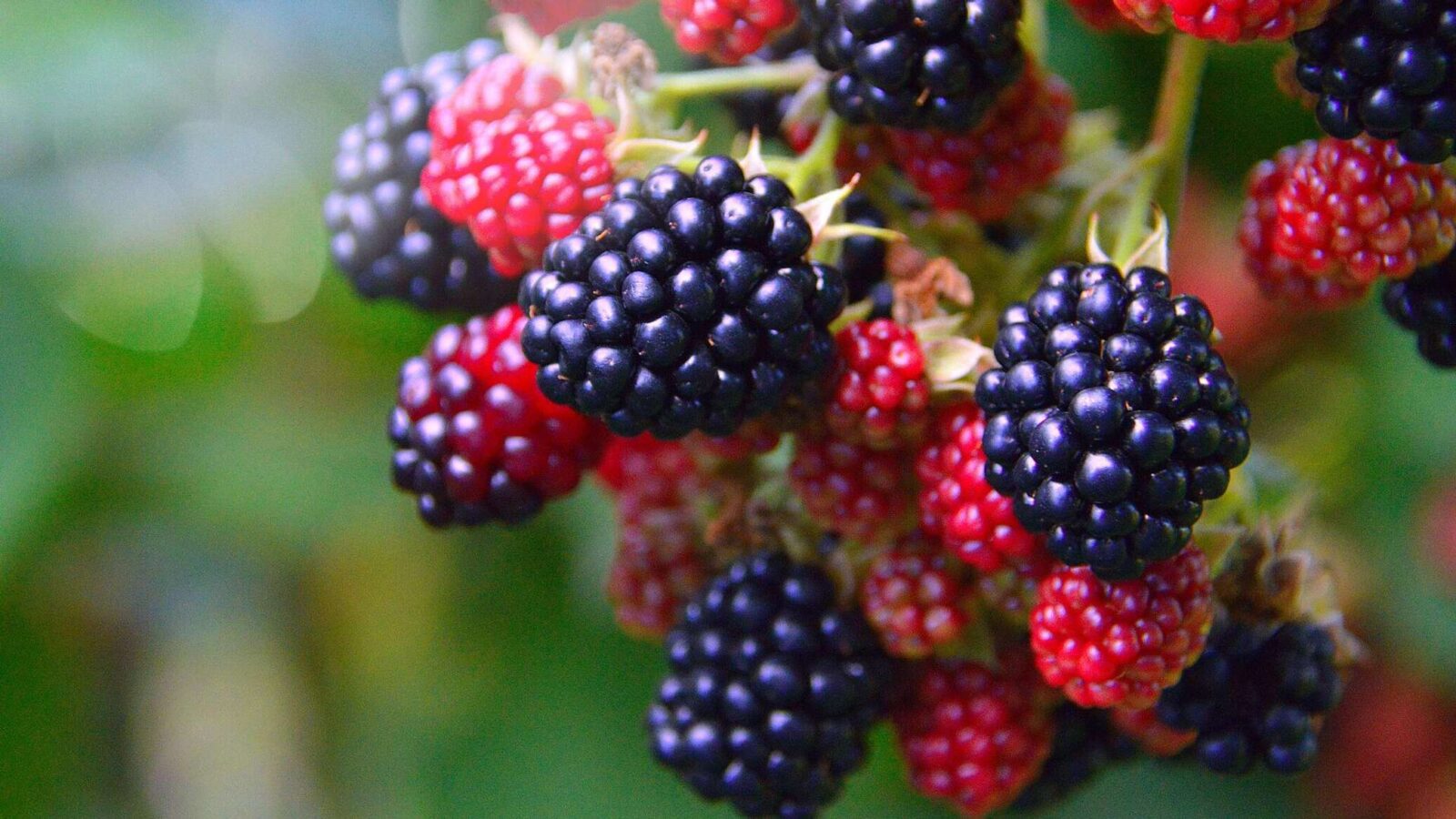 Експерти розповіли, як збільшити врожай ожини в саду