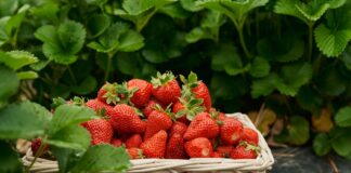 Чим удобрити полуницю восени