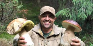 Лісник розповів, які гриби слід збирати у жовтні