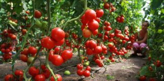 Городник розповів про переваги китайського методу посадки помідорів
