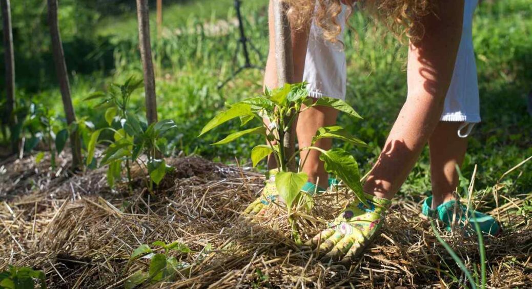 Всі підходять – не знаю, який з них обрати: 4 види мульчування, які допоможуть вам у будь-яку пору року 