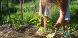 4 види мульчування: як знайти для себе найкращий 