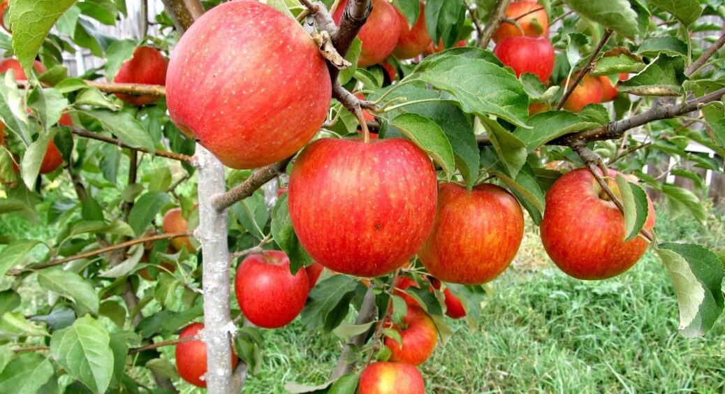 Саджанці вкоріняться на раз-два: що треба вносити під час осінньої посадки яблуні, щоб був потрійний врожай 