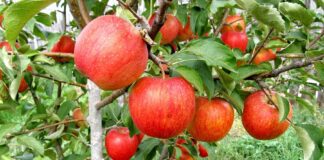 Експерти розповіли, як правильно зберігати яблука у льосі та коморі взимку