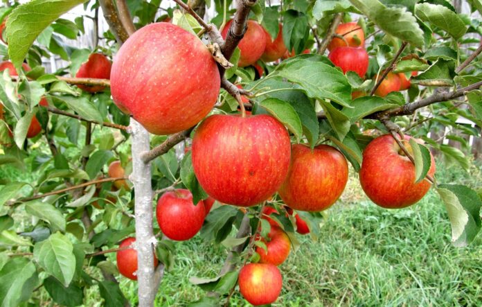 Експерти назвали найкращі сорти яблук для посіву
