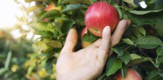 Як швидко та ефективно примножити врожай яблук