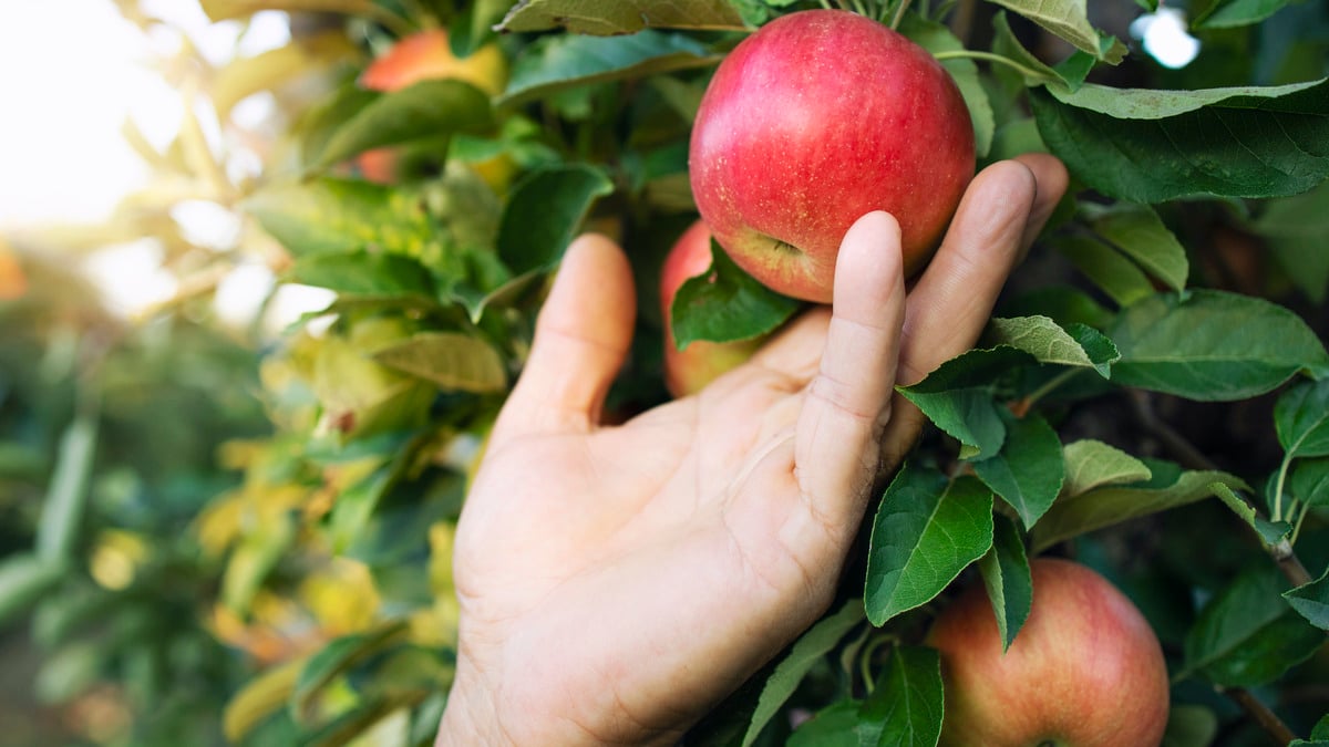 Яке добриво використовувати для осіннього підживлення яблуні та груші, щоб підвищити врожайність дерев