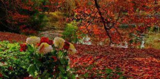 Які квіти потрібно обрізати у жовтні