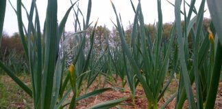 Експерти назвали дати для посадки озимого часнику для високої врожайності